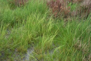 Lax Saltmarsh Grass