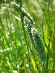 Flower-heads of Lesser Canary-grass