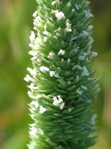 Spikelets of Lesser Canary-grass with exserted anthers