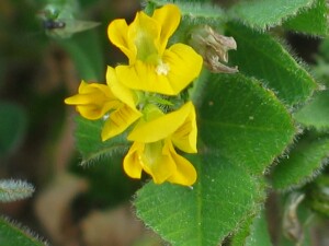 Flowers of Little Medic