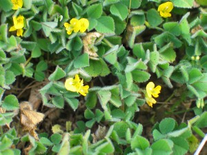 Little Medic plants