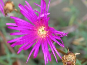 Little Noon-flower - flower
