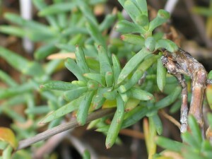 Little Noon-flower - leaves