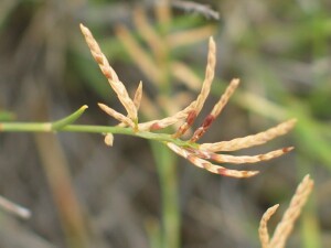 Mature flower-head of Mallee Love-grass