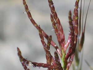 Spikelets of Mallee Love-grass with exserted anthers