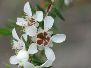 Manuka flowers