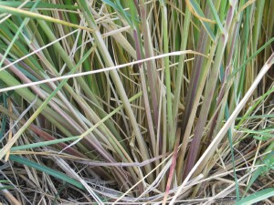 Base of Marram Grass tussock