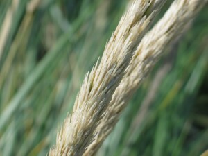 Flower-heads of Marram Grass