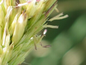 Spikelets of Marram Grass with exserted anthers