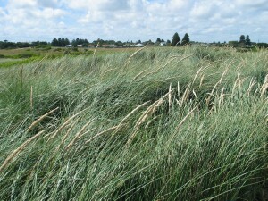 Dense stand of Marram Grass
