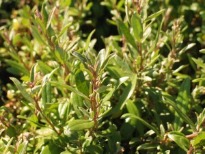 Marsh Saltbush new shoots