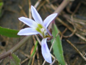 Matted Pratia flower