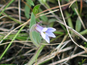 New flower of Matted Pratia