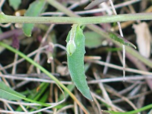 Leaf and bud of Matted Pratia