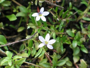 Matted Pratia plants