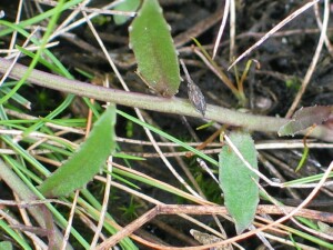 Stem and leaves of Matted Pratia