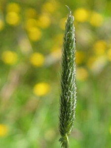 Flower-head of Meadow Fox-tail