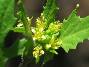 Flower cluster of Mediterranean Turnip 