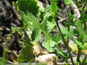Leaves of Mediterranean Turnip 
