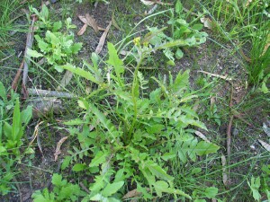 Mediterranean Turnip plant