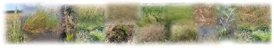 Salinity Indicator Plants - Montage