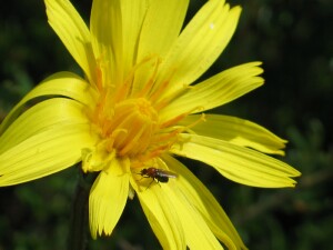 Native Yam Daisy flower-head