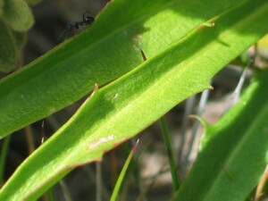 Leaves of Native Yam Daisy