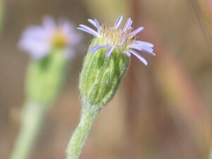 Emerging flowers of a New Holland Daisy