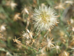 Mature fruit of a New Holland Daisy