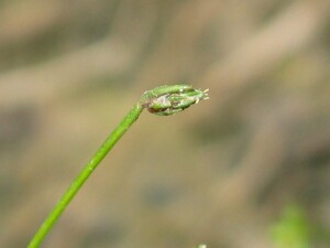 Nodding Club-rush spikelet