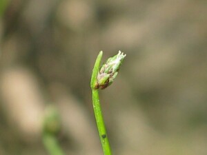 Nodding Club-rush spikelet