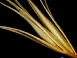 Notes on spikelets - Mediterranean Barley-grass