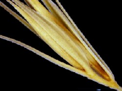Spikelet notes - Sea Barley-grass