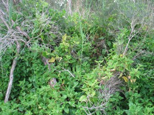 New Zealand Spinach plant
