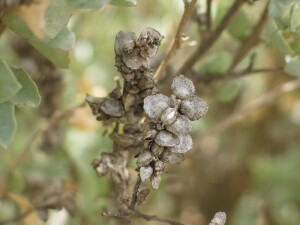 Old-man Saltbush fruit