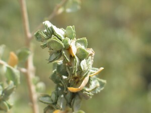 Old-man Saltbush leaves