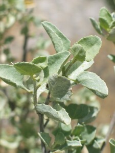 Old-man Saltbush leaves