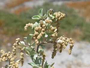 Old-man Saltbush male flower spike