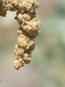 Old-man Saltbush male flower spike