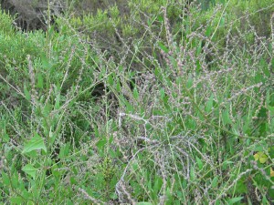 Orache flowering