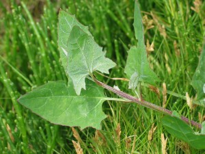 Leaves of Orache