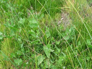 Plant of Orache