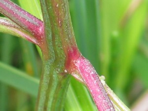 Branched stems of Orache