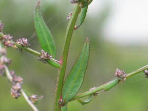 Orache upper leaves