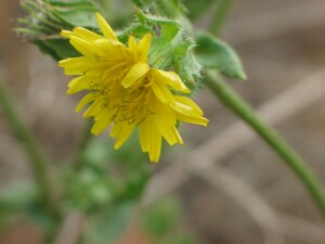 Ox-tongue flower