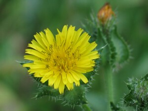 Ox-tongue flower1