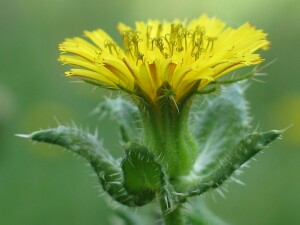 Ox-tongue flower-head