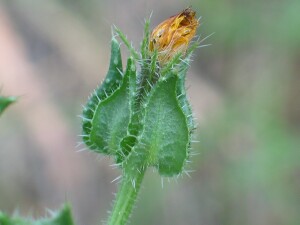 Ox-tongue involucre
