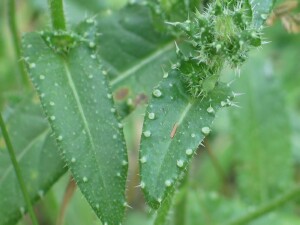 Ox-tongue leaves