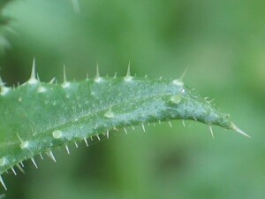 Ox-tongue tubercles